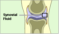 what is synovial fluid